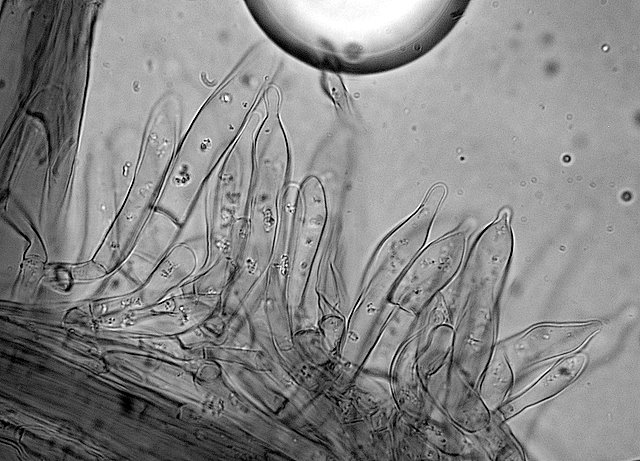 Pluteus  depauperatus     Romagnesi